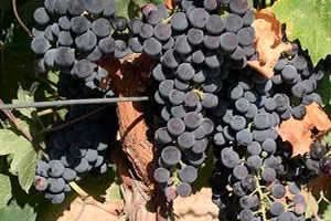 Каталог сортов винограда - фото - описание - цены – демонтаж-самара.рф