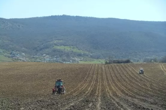 «Золотая Балка» посадит в этом году 170 га новых виноградников «Золотая Балка» посадит в этом году 170 га новых виноградников