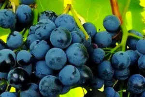 Антей Магарачский Антей Магарачский