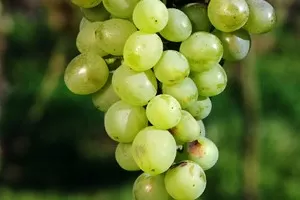 Первенец Магарача Первенец Магарача