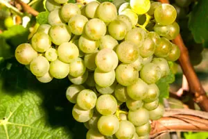 Маузак (Мозак) Маузак (Мозак)