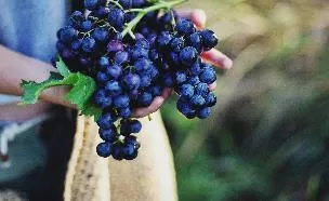 Старая лоза: возраст ей к лицу...