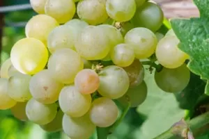 Платовский Платовский
