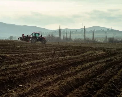 «Золотая Балка» сажает новые сорта винограда