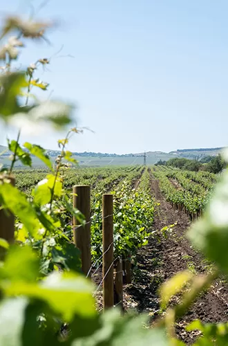 Дискуссионный бранч севастопольских виноделов