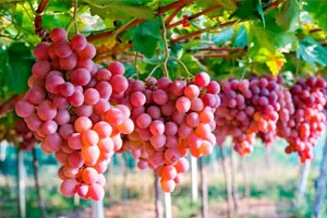 Красные сорта винограда Красные сорта винограда