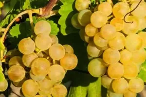Мускатель Мускатель
