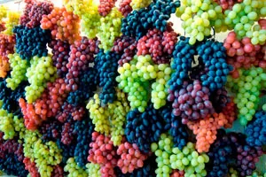 Смесь европейских и местных сортов винограда Смесь европейских и местных сортов винограда