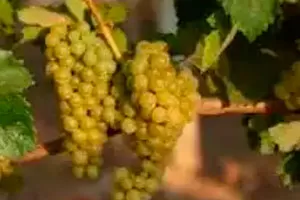 Кок Пандас Кок Пандас